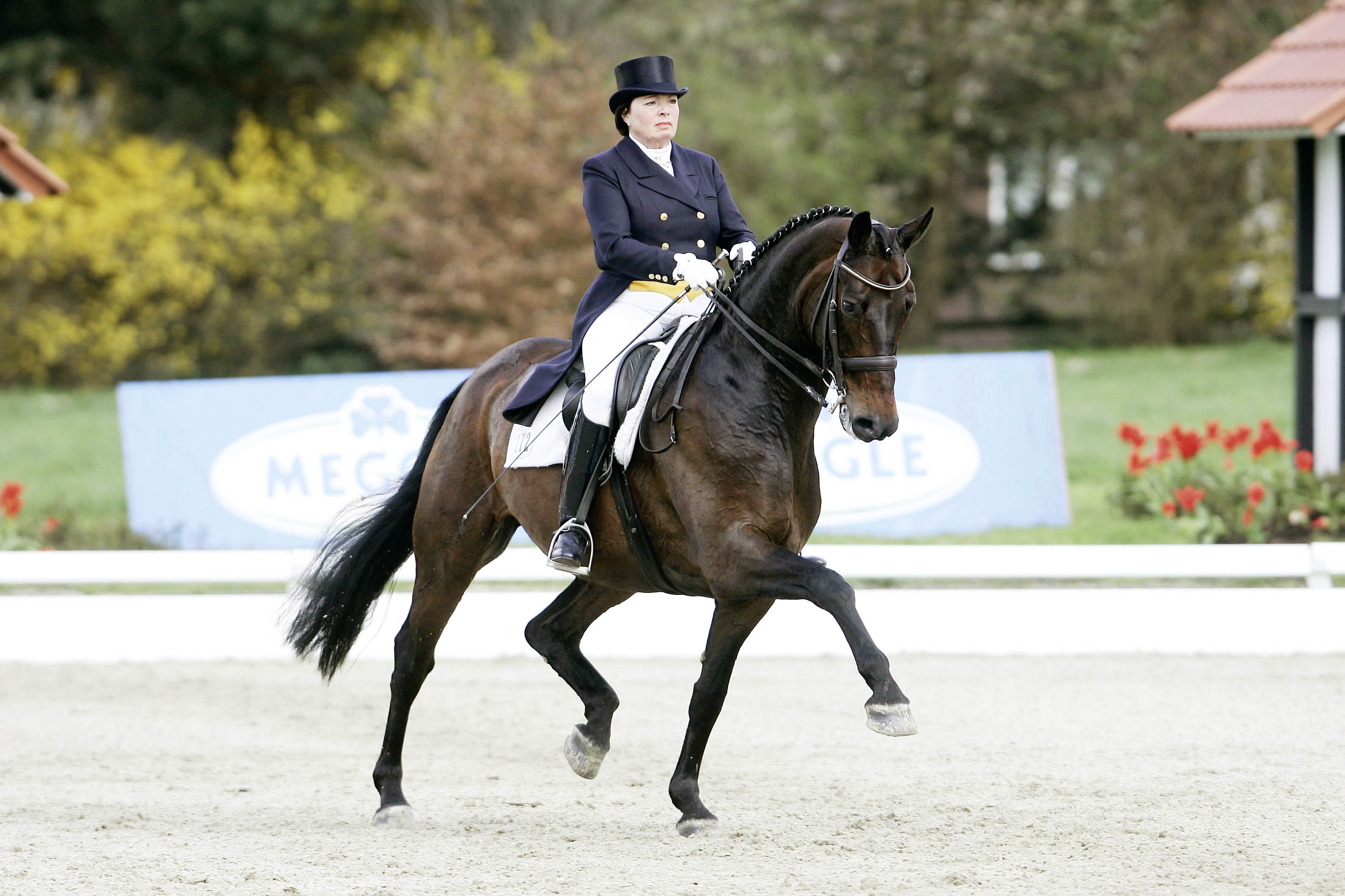 proplay voor paardensport