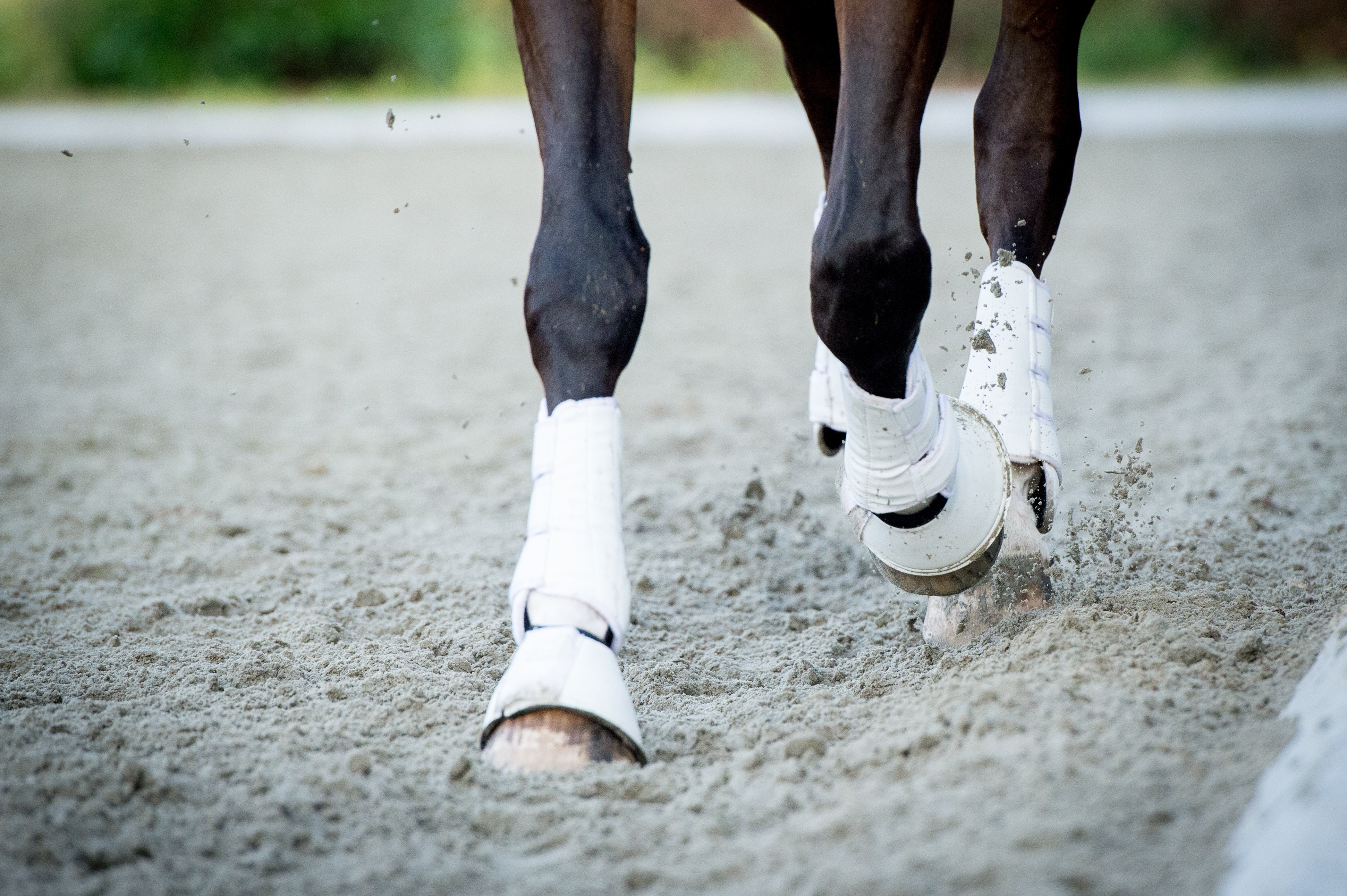 horse hooves on a riding arena floor