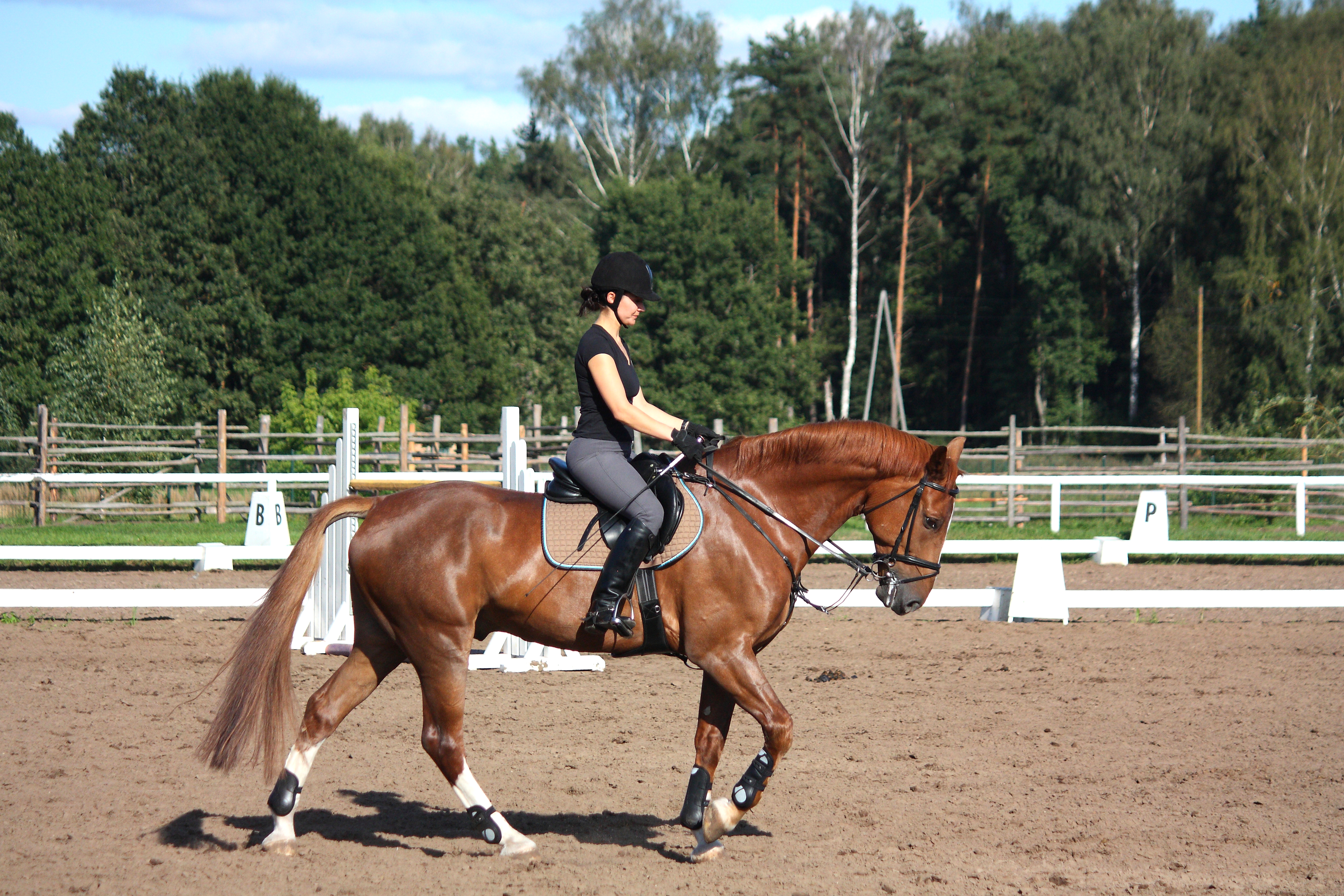 Horse and rider in arena