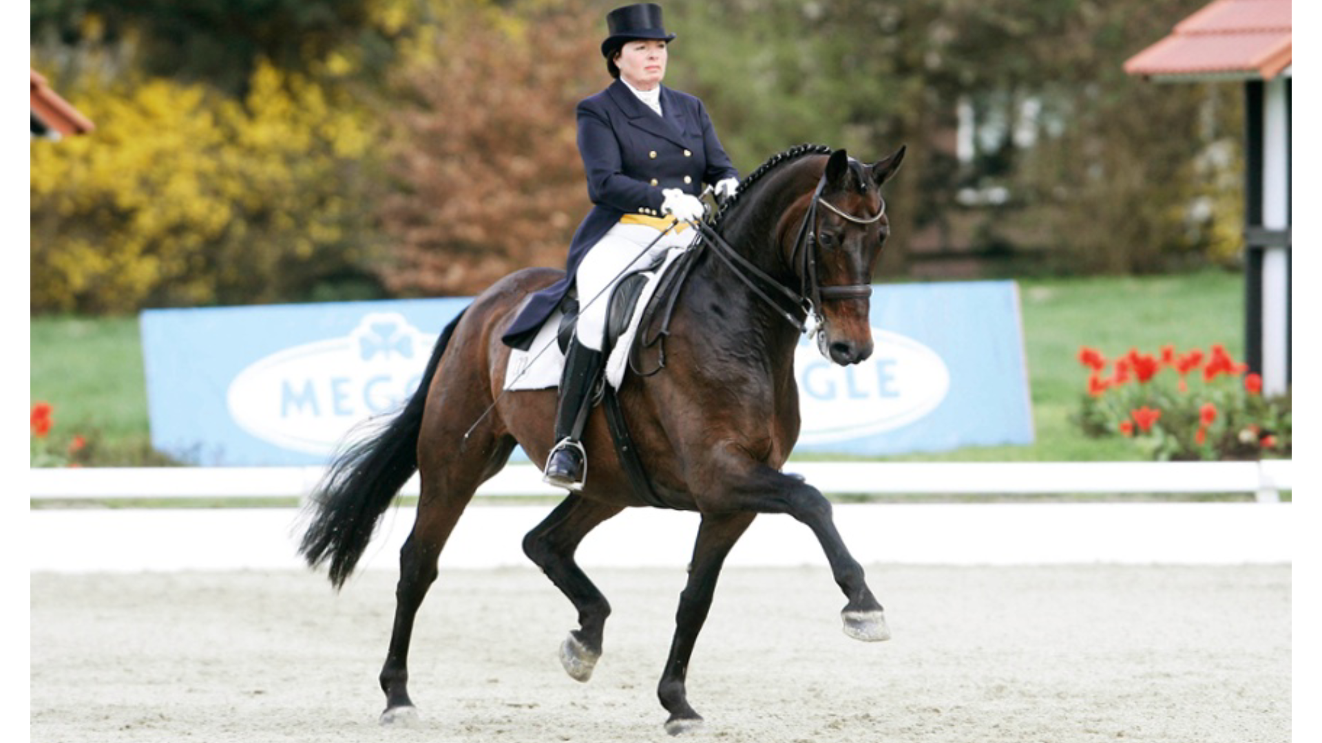 Horse and rider performing a dressage test
